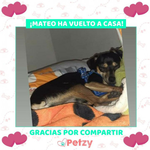 Foto de mascota Mateo