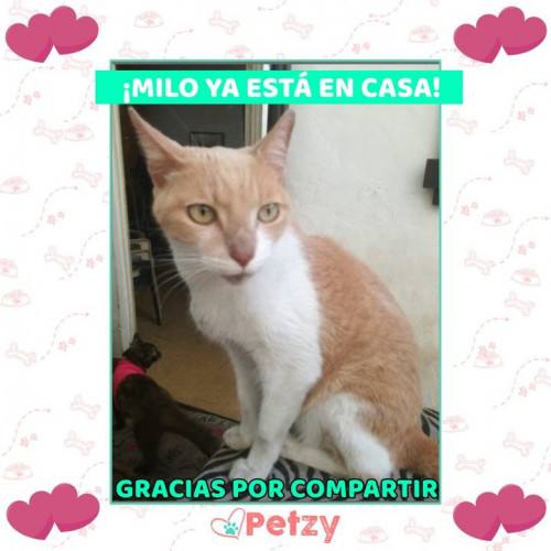 Foto de mascota Milo