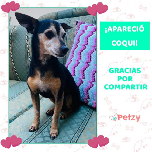 Foto de mascota Chimuela