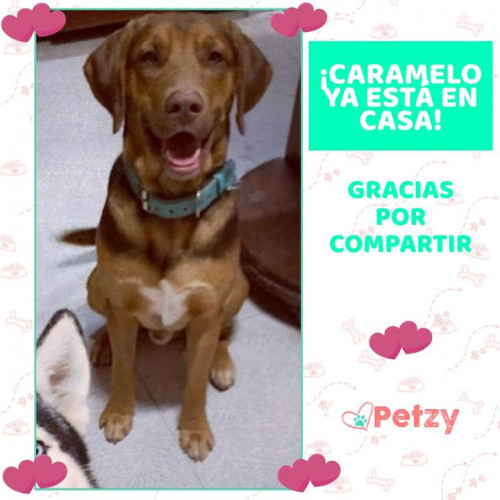 Foto de mascota Caramelo