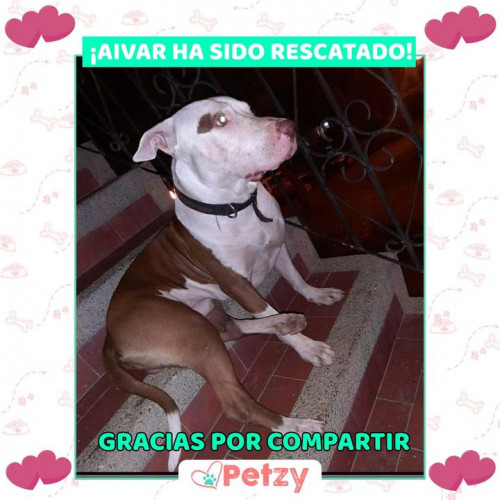 Foto de mascota Aivar