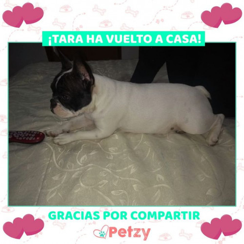 Foto de mascota Tara