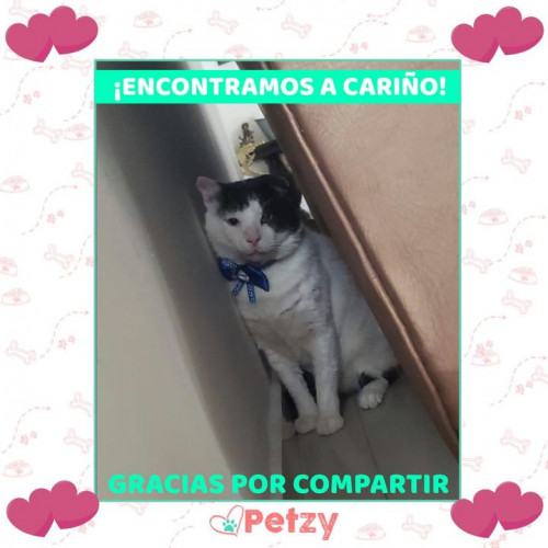 Foto de mascota Cariño
