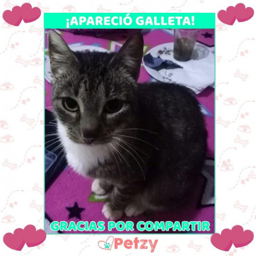 Foto de mascota Galleta