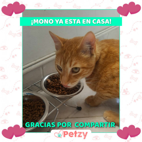 Foto de mascota Mono