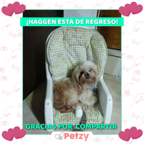 Foto de mascota Haggen