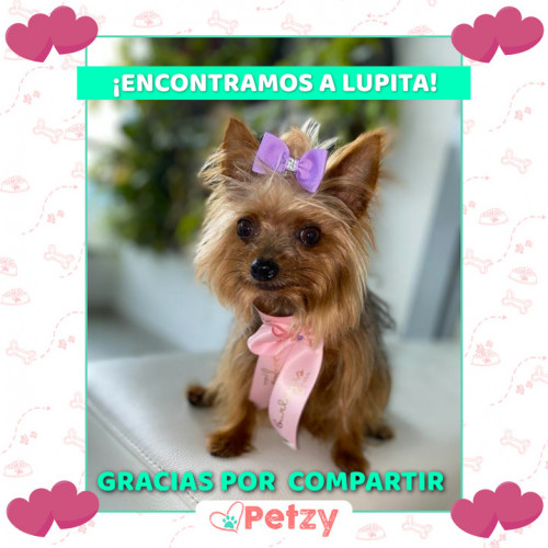 Foto de mascota Lupita