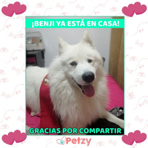 Foto de mascota Benji