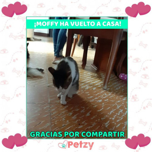 Foto de mascota Moffy