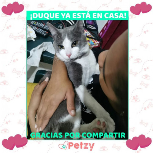 Foto de mascota Duque