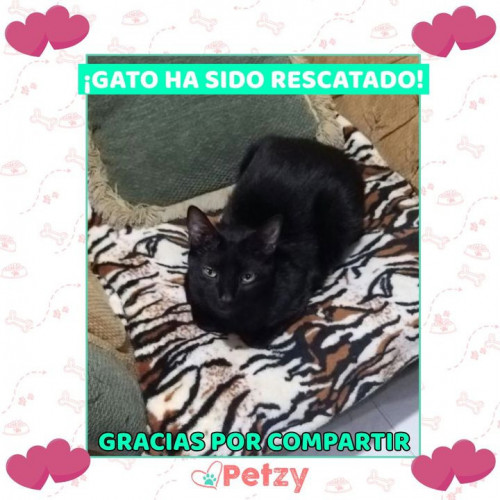 Foto de mascota Gato