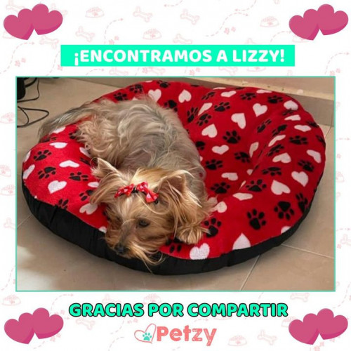 Foto de mascota Lizzy