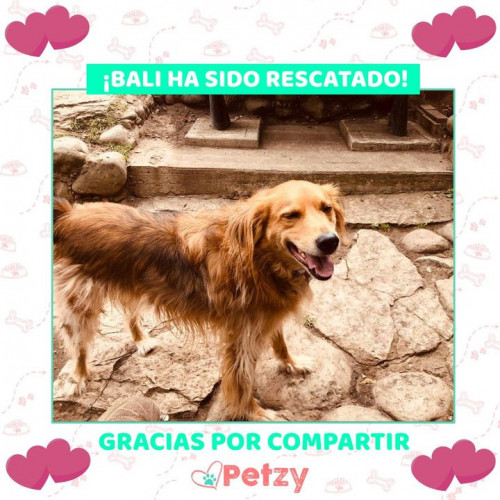 Foto de mascota Bali