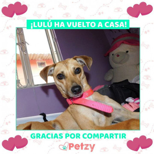 Foto de mascota Lulú