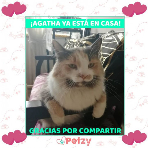 Foto de mascota Agatha