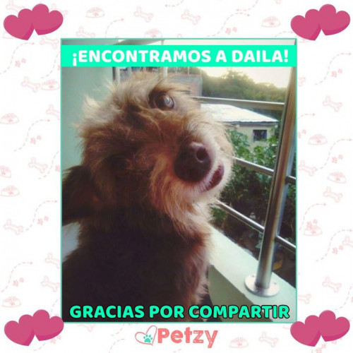 Foto de mascota Daila 