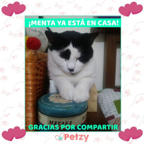 Foto de mascota Menta