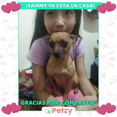 Foto de mascota Sammy