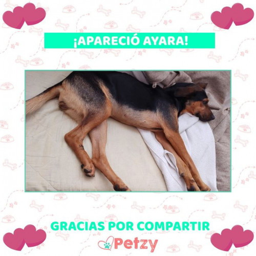 Foto de mascota Ayara