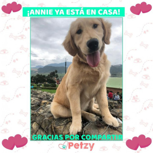 Foto de mascota Annie