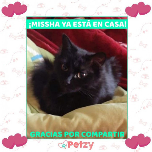 Foto de mascota Missha
