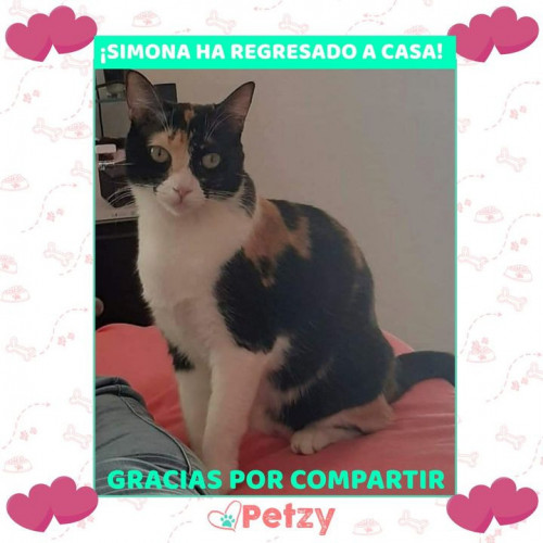 Foto de mascota Simona