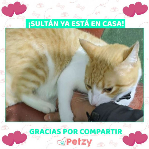 Foto de mascota Sultán