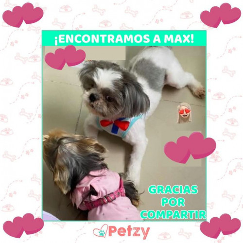 Foto de mascota Max