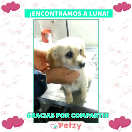 Foto de mascota Luna