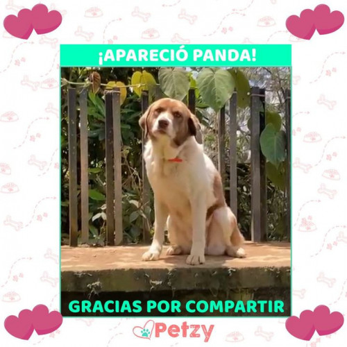 Foto de mascota Panda