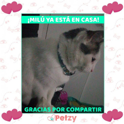 Foto de mascota Milu