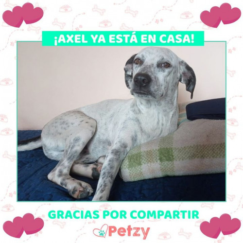 Foto de mascota Axel