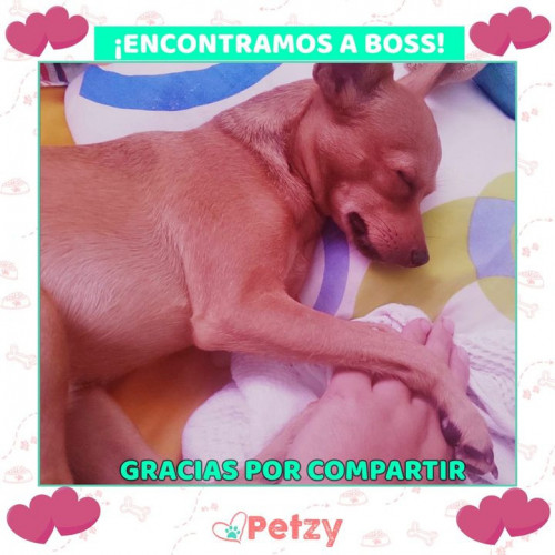 Foto de mascota Boss