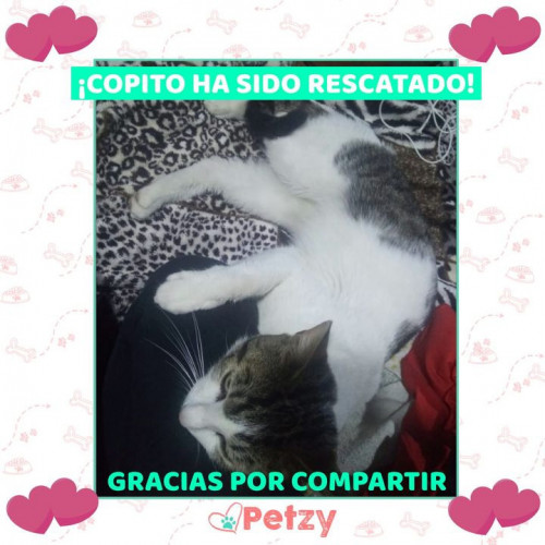 Foto de mascota Copito