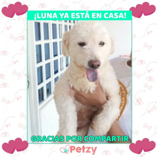 Foto de mascota Luna