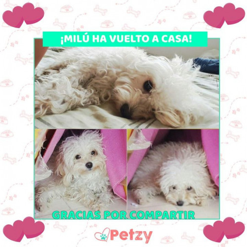 Foto de mascota Milu