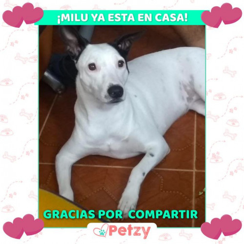 Foto de mascota Milu