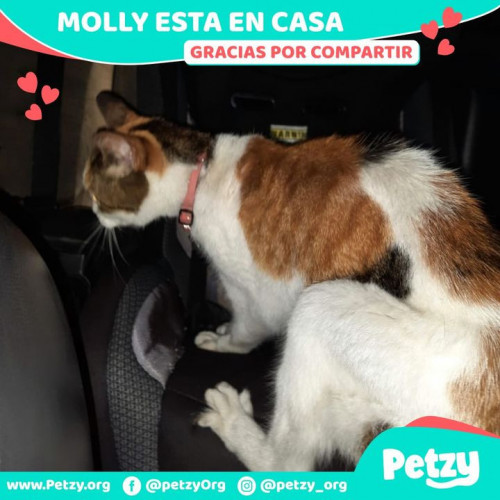 Foto de mascota Molly