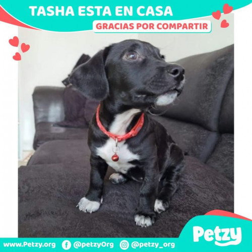Foto de mascota Tasha