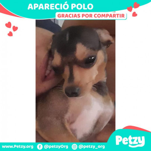 Foto de mascota Polo