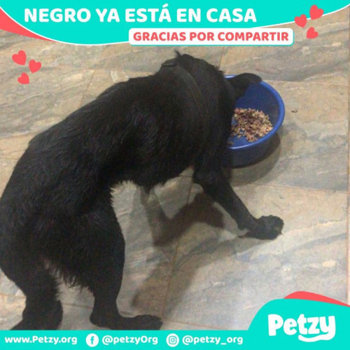 Foto de mascota Negro