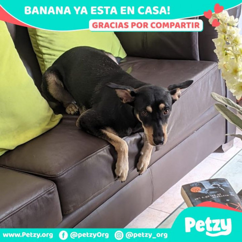 Foto de mascota Banana