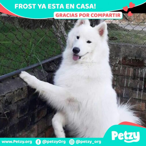 Foto de mascota Frost