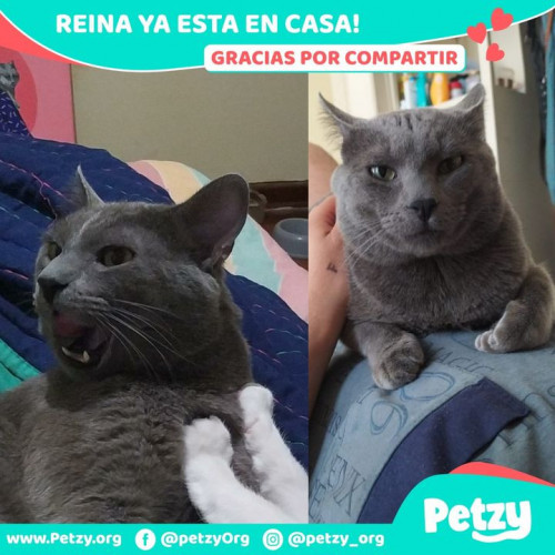 Foto de mascota Reina