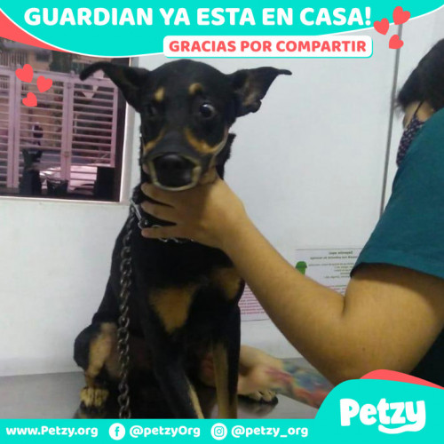 Foto de mascota Guardian