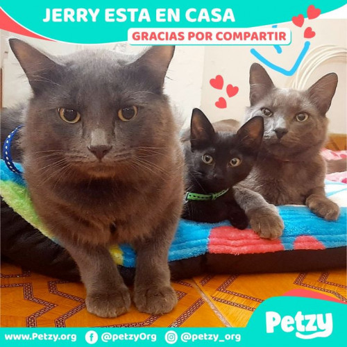 Foto de mascota Jerry