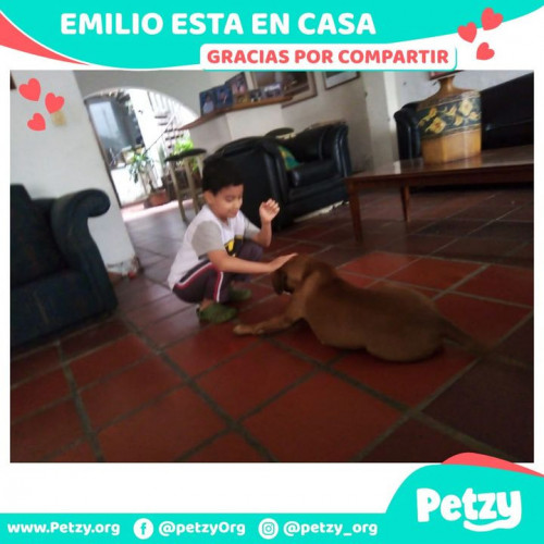 Foto de mascota Emilio