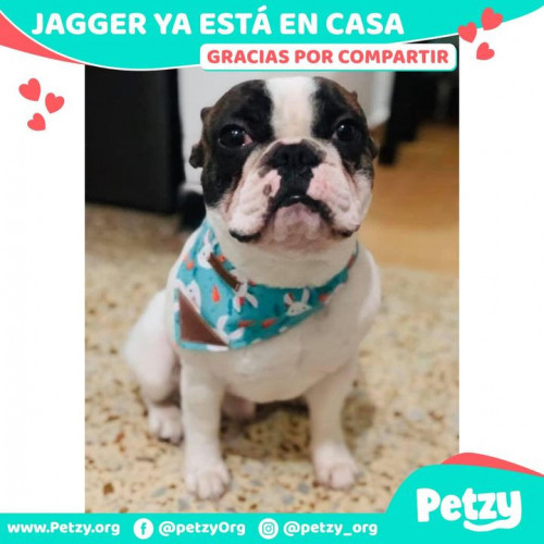 Foto de mascota Jagger