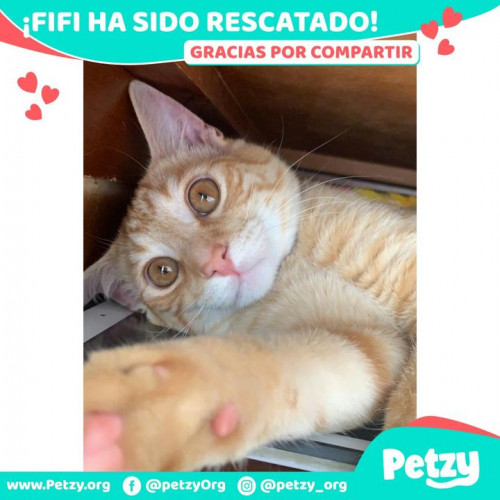 Foto de mascota Fifi