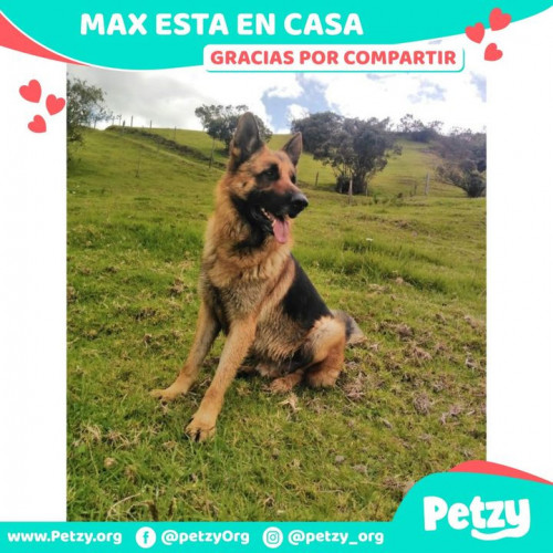 Foto de mascota Max